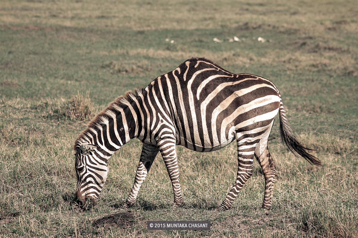 Zebra with a hump in the Ngorongoro Crater in Tanzania