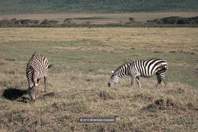 Zebra with a hump in the Ngorongoro Crater in Tanzania Photo
