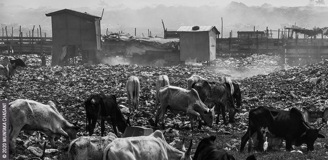 African cattle grazing: A herd of African beef cattle forages on an e-waste dumpsite in Agbogbloshie, an area renowned for its heavy metals pollution. Copyright © 2020 Muntaka Chasant