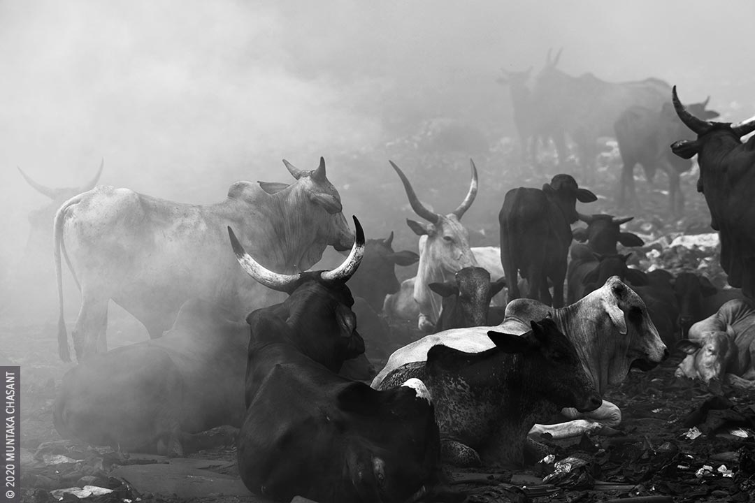 Beef cattle contamination: A herd of African beef cattle at rest in an Agbogbloshie e-waste dumpsite. Just near a spot where electrical cables were being burned for the copper materials inside, exposing them to toxic substances such as lead, cadmium, and dioxins. Agbogbloshie doubles as the largest open food market in Accra. Researchers fear beef from the area may be entering the food chain. Copyright © 2020 Muntaka Chasant
