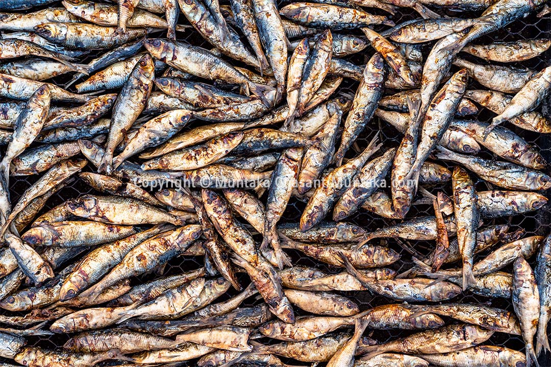 Smoked Sardinella fish. Accra, Ghana. Copyright © Muntaka Chasant