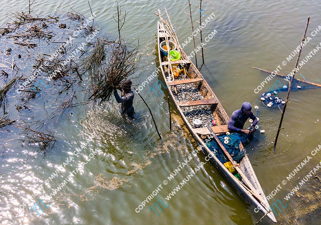 Atidza or Acadja Brush Park Fishing: Urban poor fishermen use mangrove brush woods to create artificial habitat to attract Blackhin Tilapia (sarotherodon melanotheron) in the Densu River in Accra, Ghana. Copyright © 2020 Muntaka Chasant