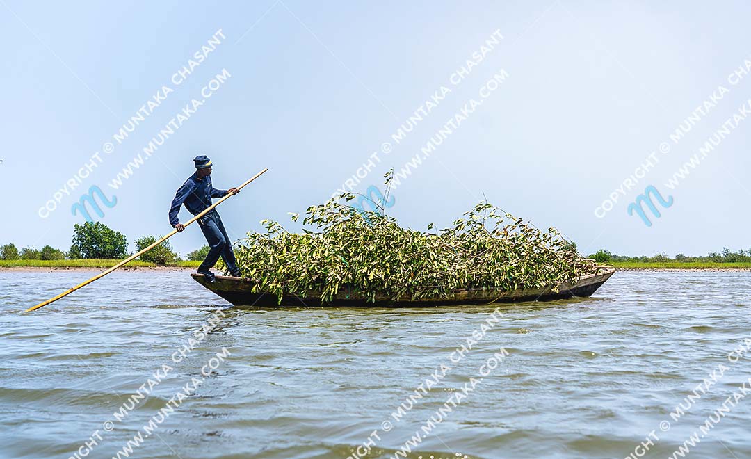 Mangroves in Ghana: Fisherman in Accra transports felled black mangroves (Avicennia germinans) to construct Atidza or Acadja brush parks. Atidza/Acadja brush parks create artificial habitats to entrap many fish species, including blackchin tilapia. Copyright © 2020 Muntaka Chasant