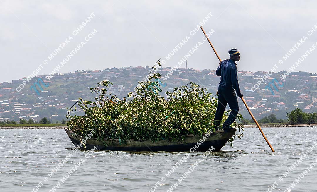 Urban poor man cut down black mangrove branches and transporting the branches against a hilly residential area (McCarthy Hills) in Accra, Ghana. Copyright © 2020 Muntaka Chasant