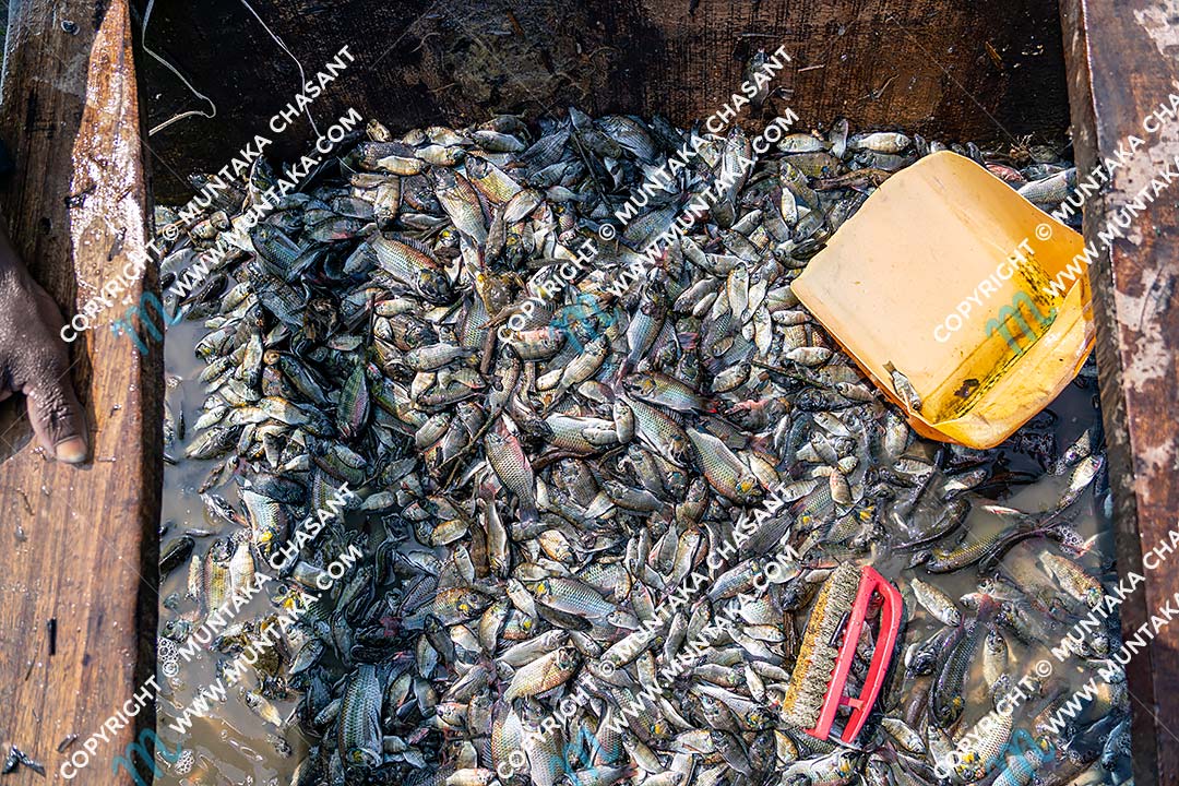 Blackchin Tilapia (Sarotherodon melanotheron): Catch of Blackchin Tilapia on an artisanal canoe in Accra, Ghana. Copyright © 2020 Muntaka Chasant