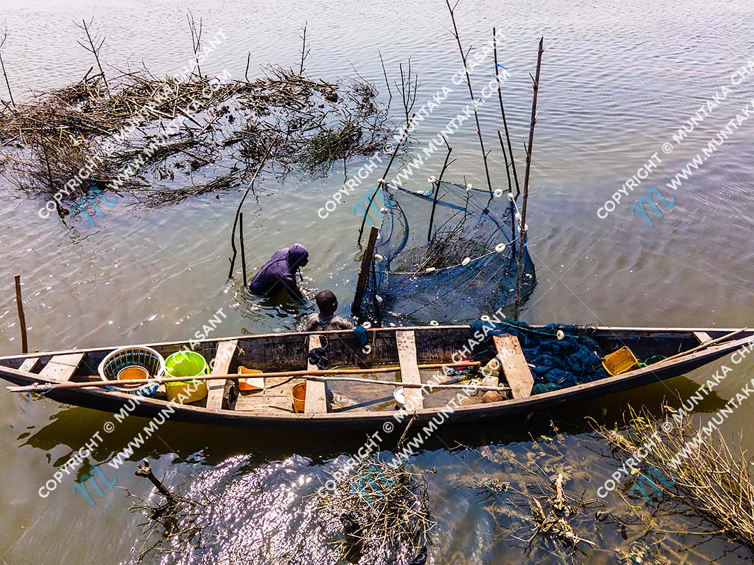Brush Park Fishing in Ghana: Aerial view of urban poor fishermen engaged in Atidza/Acadja brush park fishing — to catch Blackchin Tilapia — in the Densu River in Accra, Ghana. Copyright © 2020 Muntaka Chasant