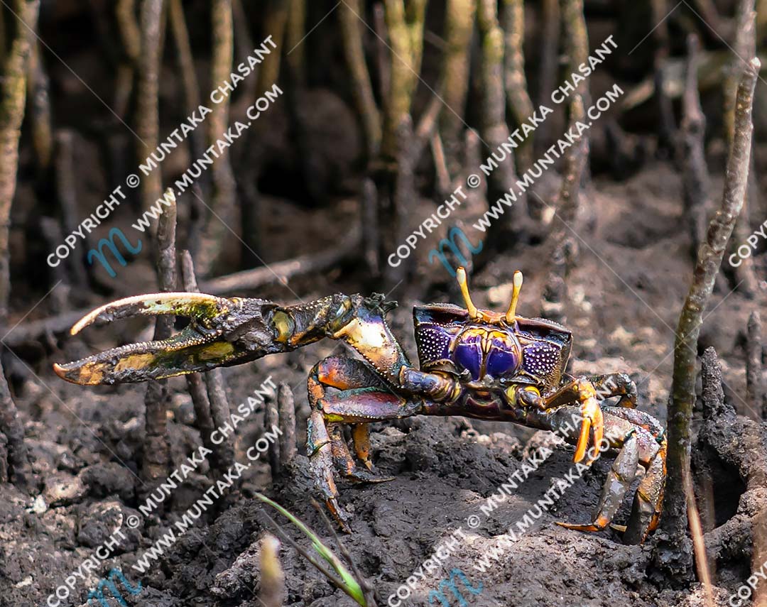 Fiddler crab (Uca tangeri): A purple male fiddler crab says hi from the aerial roots of black mangrove trees. Male fiddler crabs have one large claw and use it to attract females. They also use the large bright claw as a weapon during courtship conflicts with other males. Accra, Ghana. Copyright © 2020 Muntaka Chasant