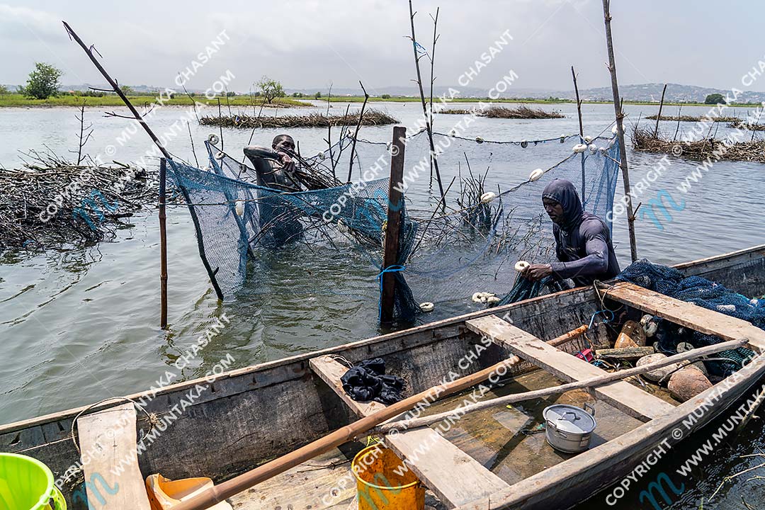 Fishing in Ghana: Joseph Akagbo (left), 49 years, and Selassie Tsetsogbi (right), 48, engaged in Atidza/Acadja fishing in the Densu Delta in the Ga South Municipality, Accra, Ghana. They used black mangrove brush bundles to create artificial habitat, which attracted wild Blackchin Tilapia. Copyright © 2020 Muntaka Chasant