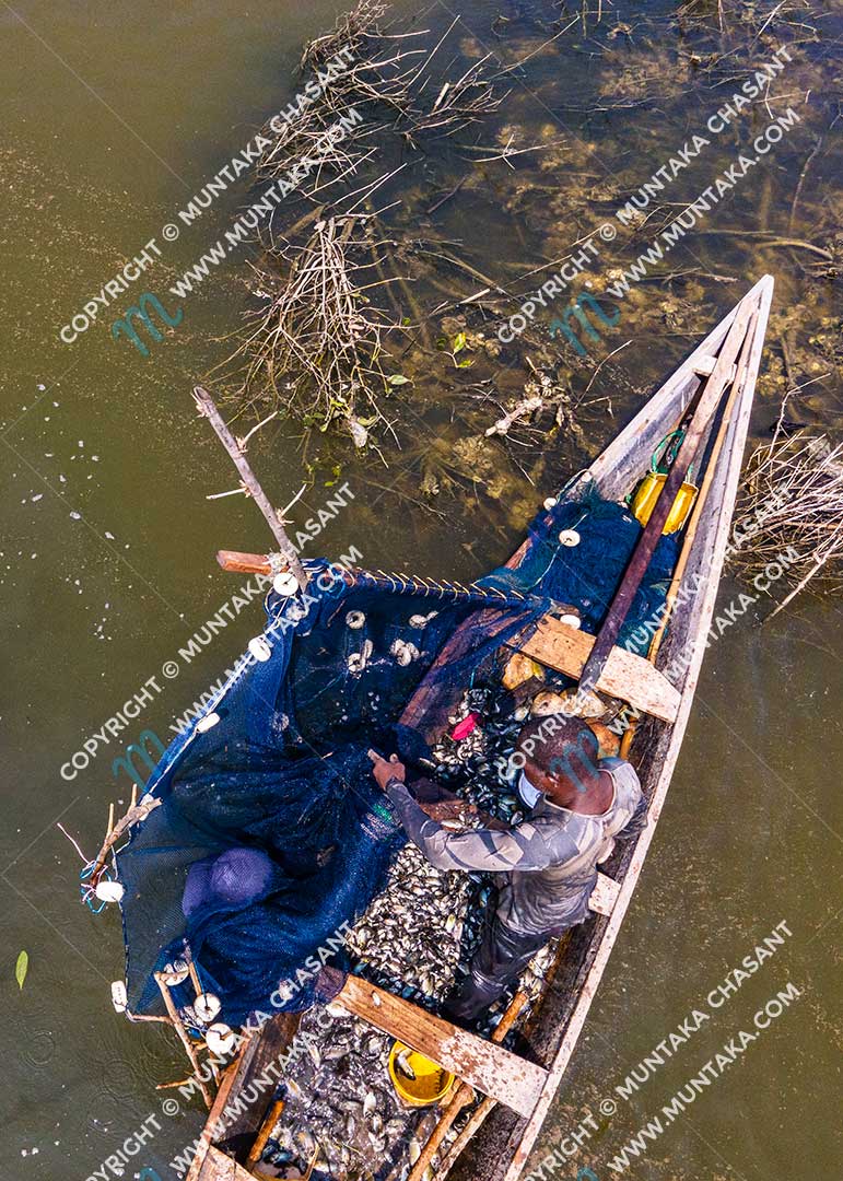 Brush Park (Atidza/Acadja) Fishing in Ghana: Blackchin Tilapia fishermen in Ghana pulling up catch after surrounding a brush park with a net. Copyright © 2020 Muntaka Chasant
