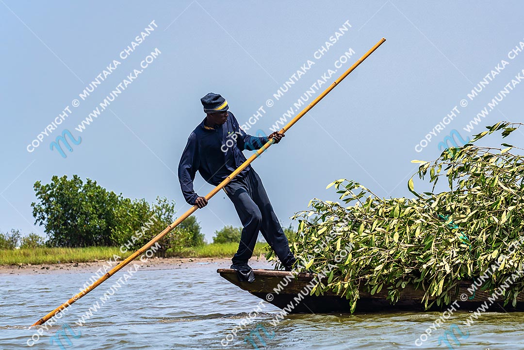 Man transports black mangrove branches over the Densu River to construct brush parks. Accra, Ghana. Copyright © 2020 Muntaka Chasant