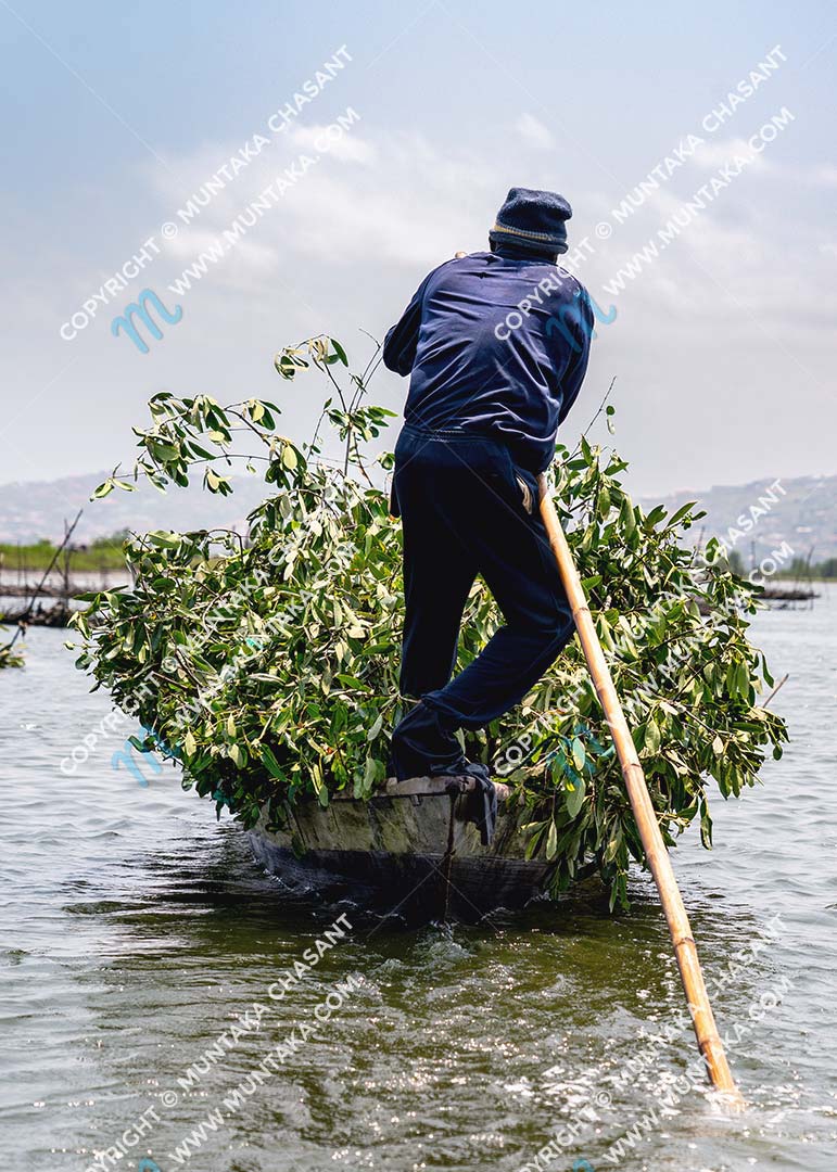 Fisherman transports felled black mangrove branches on an artisanal canoe over the Densu Delta in Ghana. Copyright © 2020 Muntaka Chasant