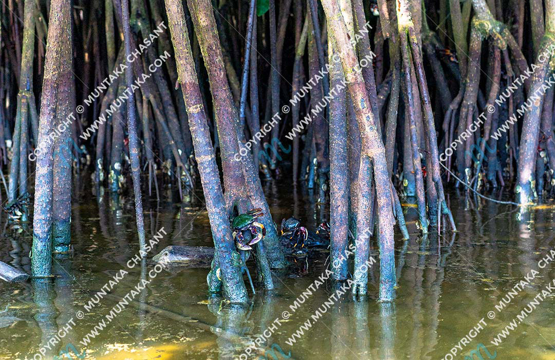 Rhizophora Racemosa (Red Mangroves) and crabs: Mangrove crabs hang on to the prop roots of Rhizophora Racemosa suspended over the Densu River. Accra, Ghana. Copyright © 2020 Muntaka Chasant