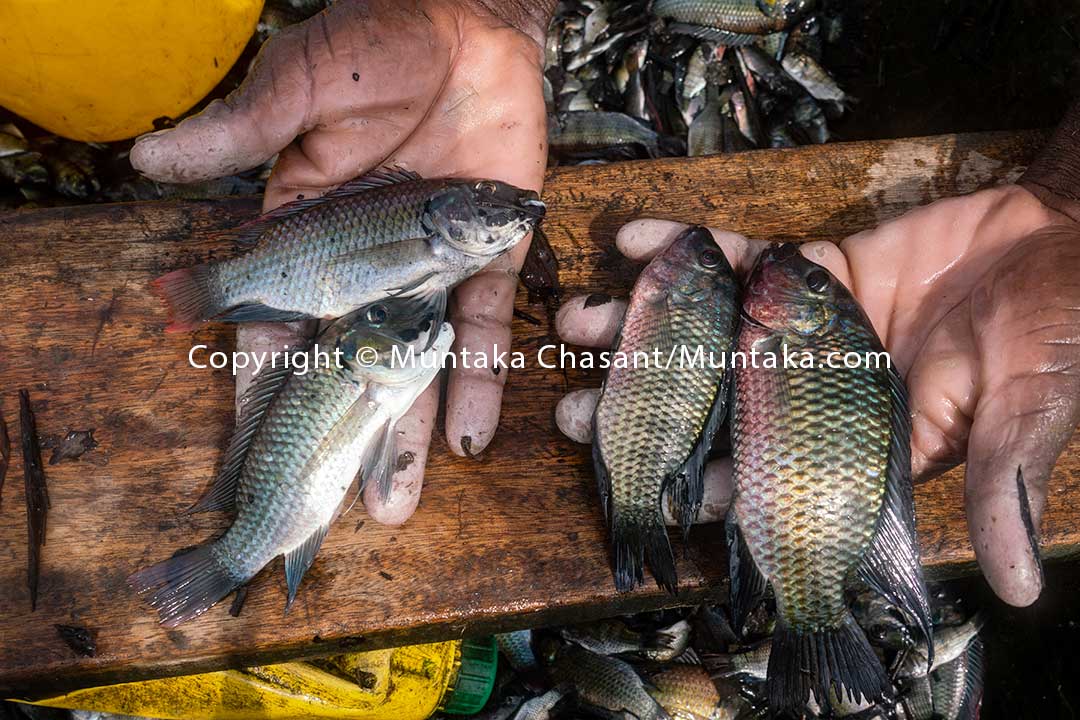 Blackchin tilapia (Sarotherodon melanotheron). Copyright © 2020 Muntaka Chasant