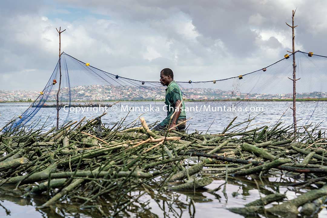 David had not harvested this Atidza trap for 4 weeks. Fishermen in the area regularly cut down mangrove trees to use them to construct fish traps. This unsustainable practice has degraded the mangrove vegetation around the Densu Delta in Accra. Copyright © 2020 Muntaka Chasant
