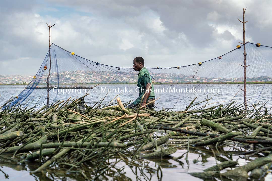 David had not harvested this Atidza trap for 4 weeks. Fishermen in the area regularly cut down mangrove trees to use them to construct fish traps. This unsustainable practice has degraded the mangrove vegetation around the Densu Delta in Accra. Copyright © 2020 Muntaka Chasant