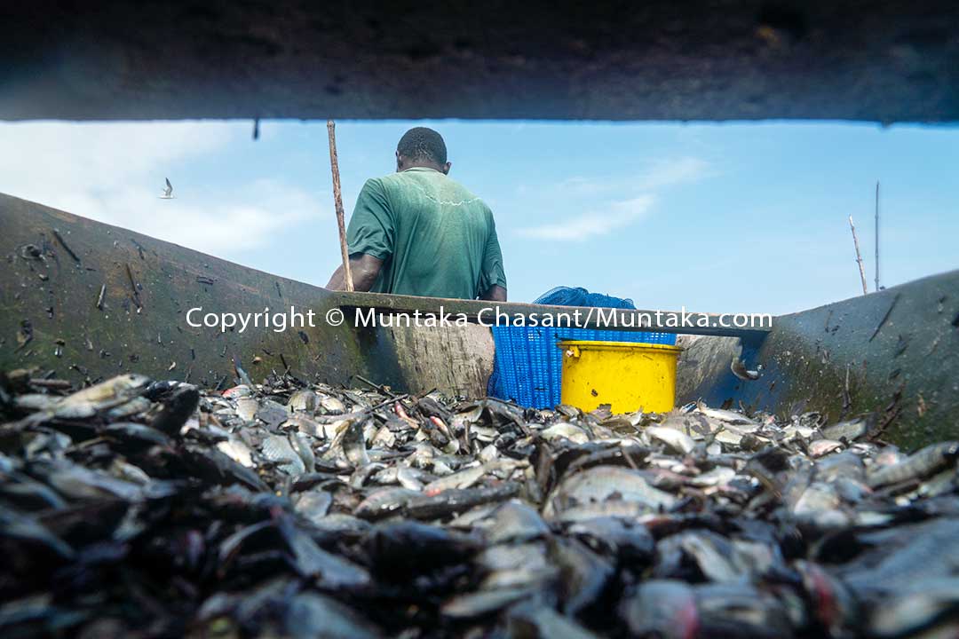 David finally harvests Blackchin tilapia from the Atidza brush park. Copyright © Muntaka Chasant