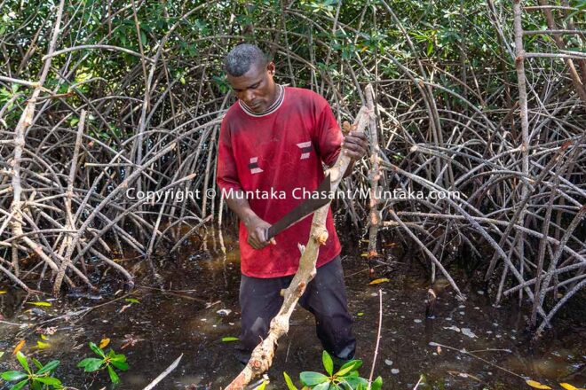  Mangrove deforestation in the Volta Delta, southeast Ghana. Copyright © Muntaka Chasant