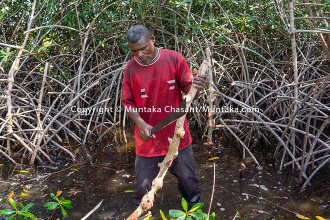 Mangrove deforestation in the Volta Delta, southeast Ghana. Copyright © Muntaka Chasant