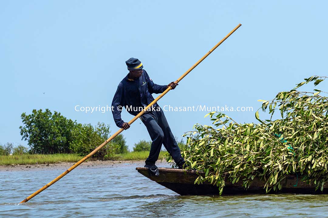 Man transports black mangrove branches over the Densu River to construct brush parks. Accra, Ghana. Copyright © 2020 Muntaka Chasant