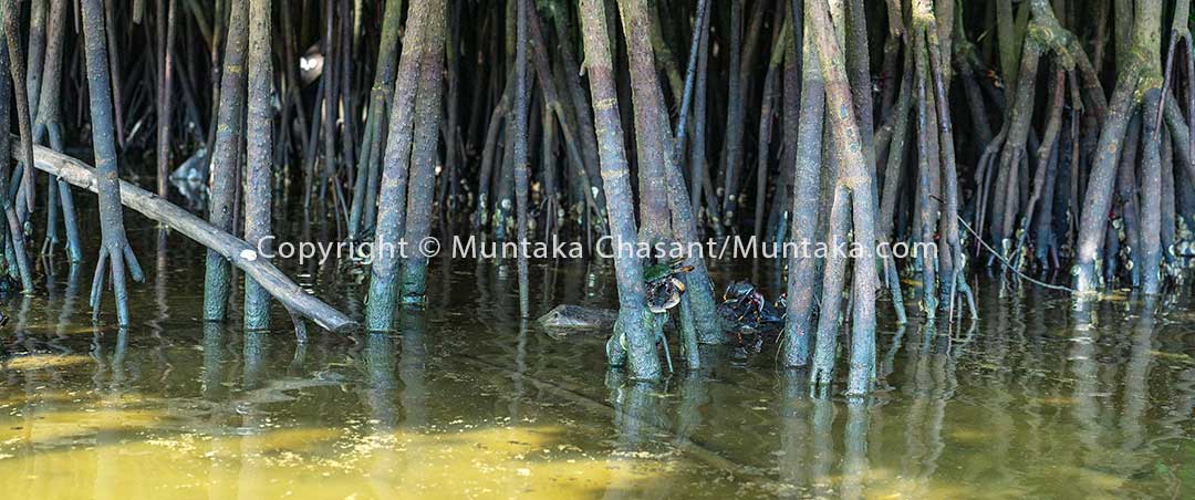 Copyright © Muntaka Chasant