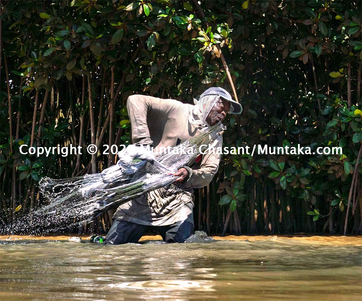 Older African man about to cast a net near a mangrove tree. Mangrove forests are known to support fisheries jobs, but they are under threat in many countries, including Ghana. Copyright © 2020 Muntaka Chasant
