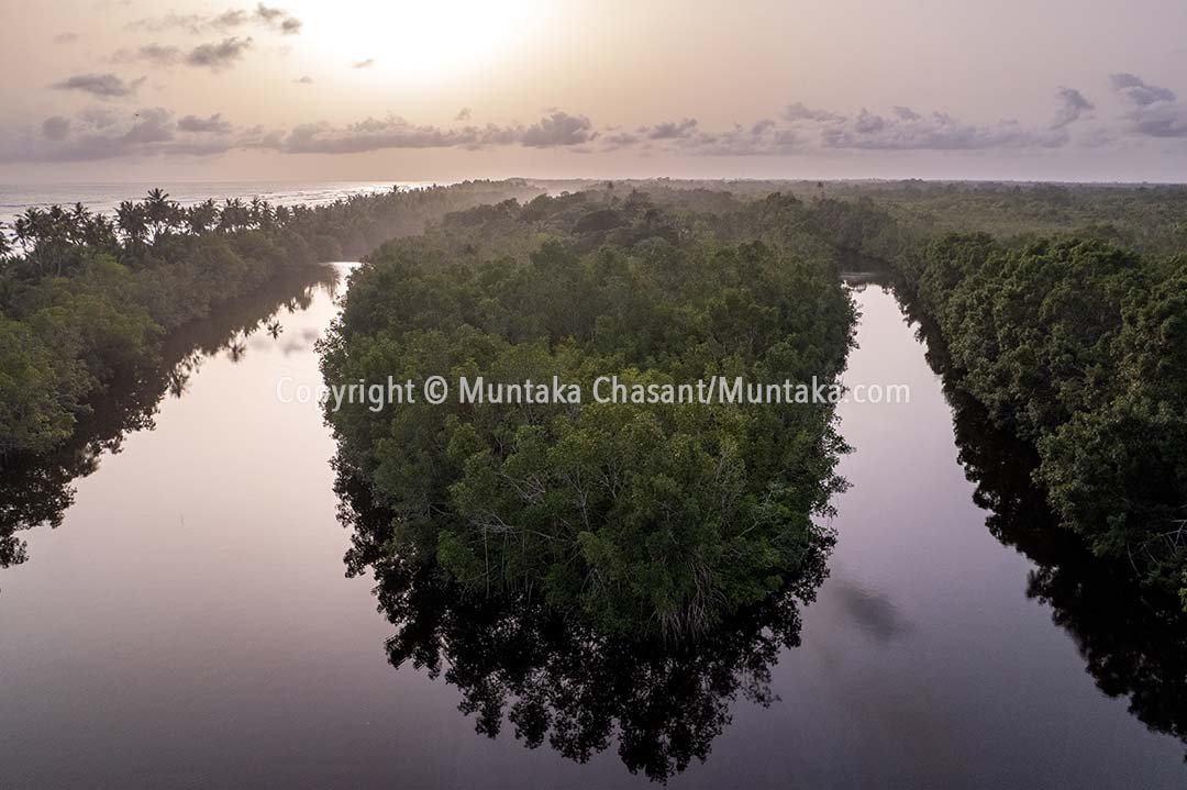 Mangrove forests in the southwest of Ghana. Copyright © Muntaka Chasant