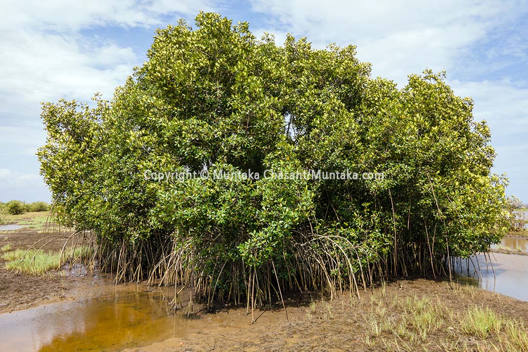 A lone red mangrove tree in the Delta. Copyright © Muntaka Chasant