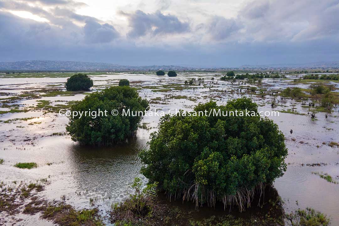 A Ramsar-designed wetland, there were thousands of red mangroves (Rhizophora species) around the Densu Delta in the past. There are now only about 16 left, having all been cut down for fish traps, timber, and fuelwood. Mangrove habitats provide critical ecosystem services, including holding coastal sediments in place. Copyright © 2020 Muntaka Chasant