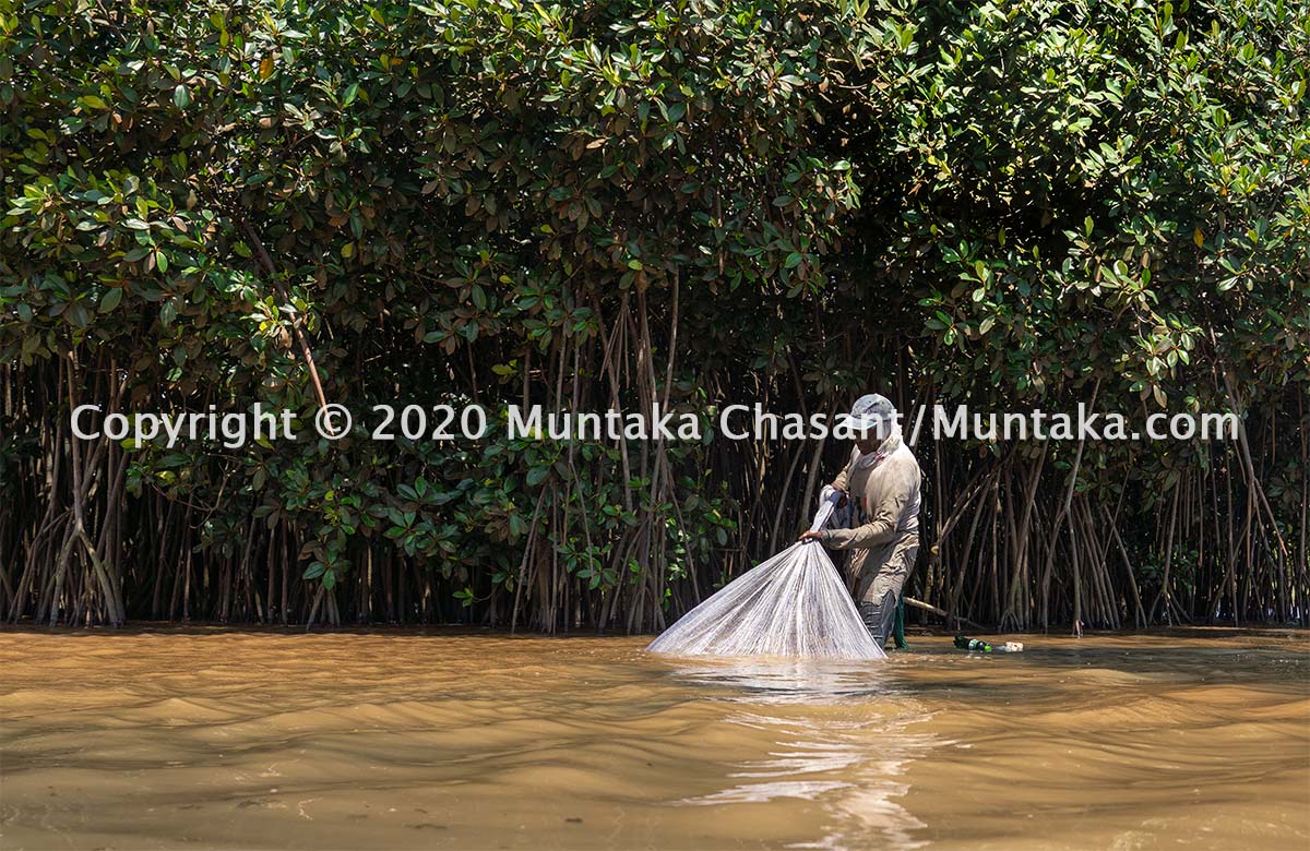 Fisherman fishes near a mangrove tree. Accra, Ghana. Copyright © 2020 Muntaka Chasant