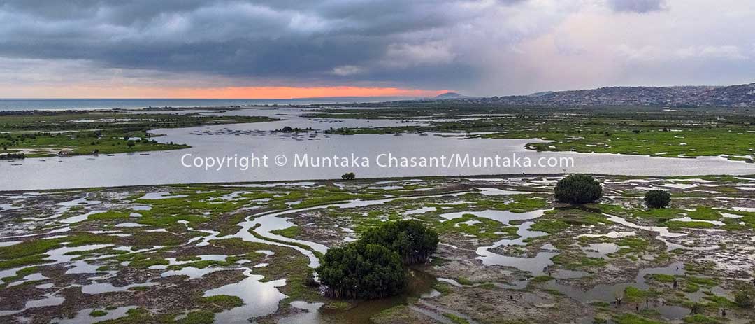 A Ramsar-designed wetland, there were thousands of red mangroves (Rhizophora species) around the Densu Delta in the past. There are now only about 16 left, having all been cut down for fish traps, timber, and fuelwood. Mangrove habitats provide critical ecosystem services, including holding coastal sediments in place. Copyright © 2020 Muntaka Chasant