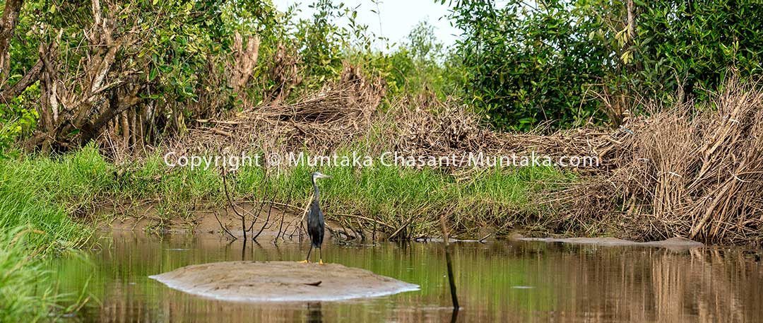 Avicennia germinans (Black Mangrove) felled and dried for Atidza fish traps, Densu Delta. Copyright © Muntaka Chasant