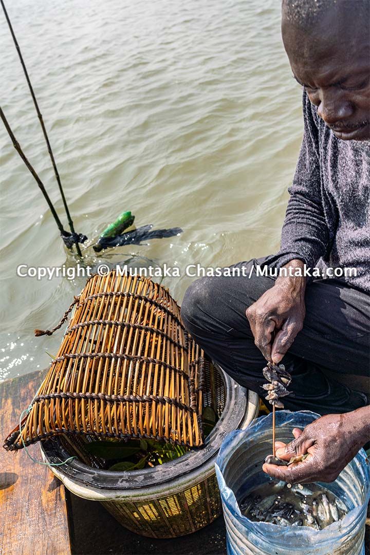 Man sets a bait to catch blue crabs. Copyright © 2020 Muntaka Chasant