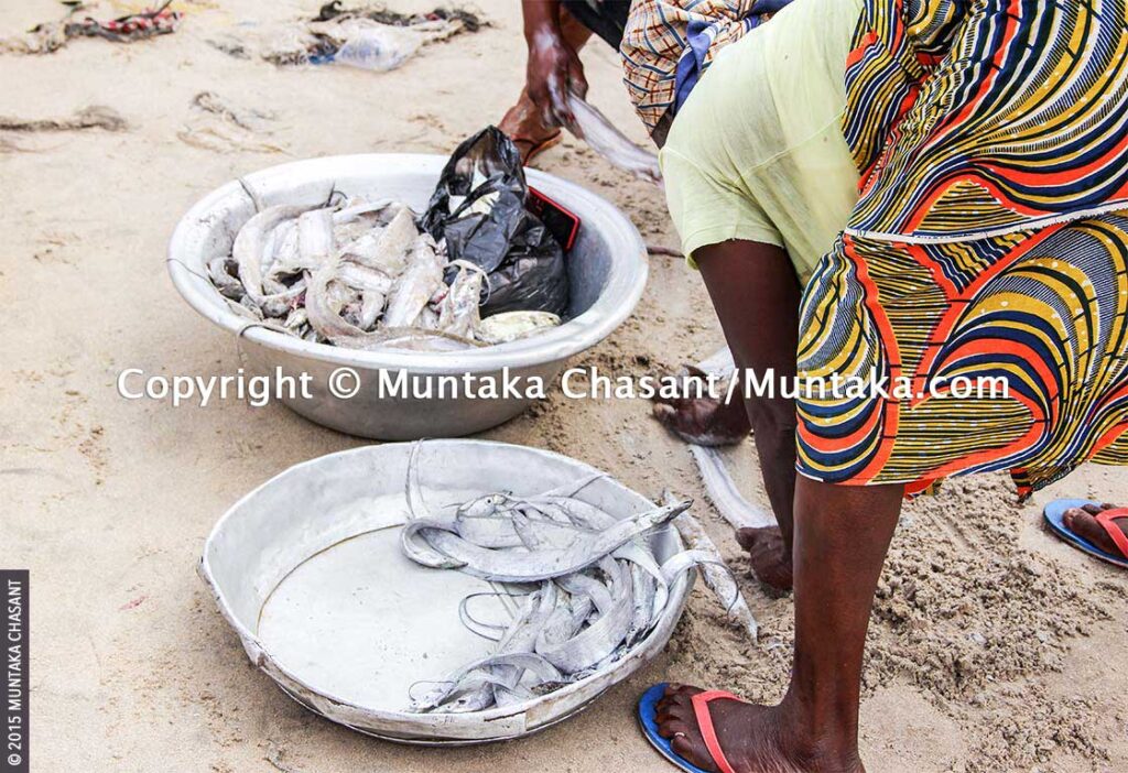 Fish Processing in Ghana Tradeoffs Between Livelihoods and Health