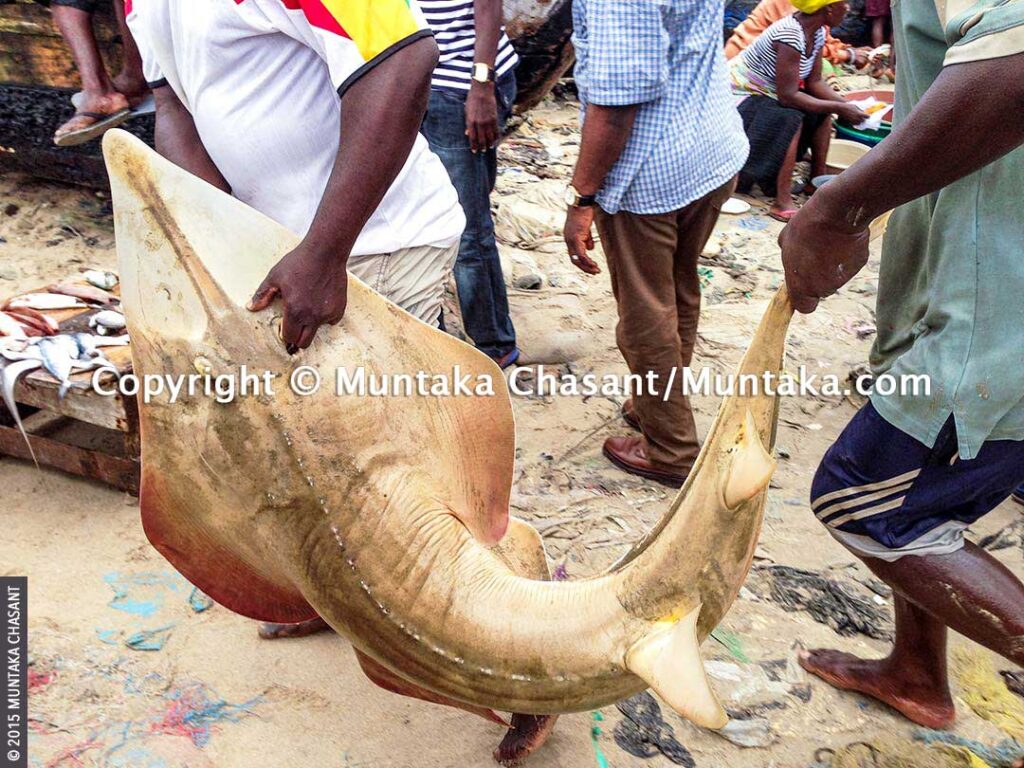 Fish Processing in Ghana: Trade-offs Between Livelihoods and Health
