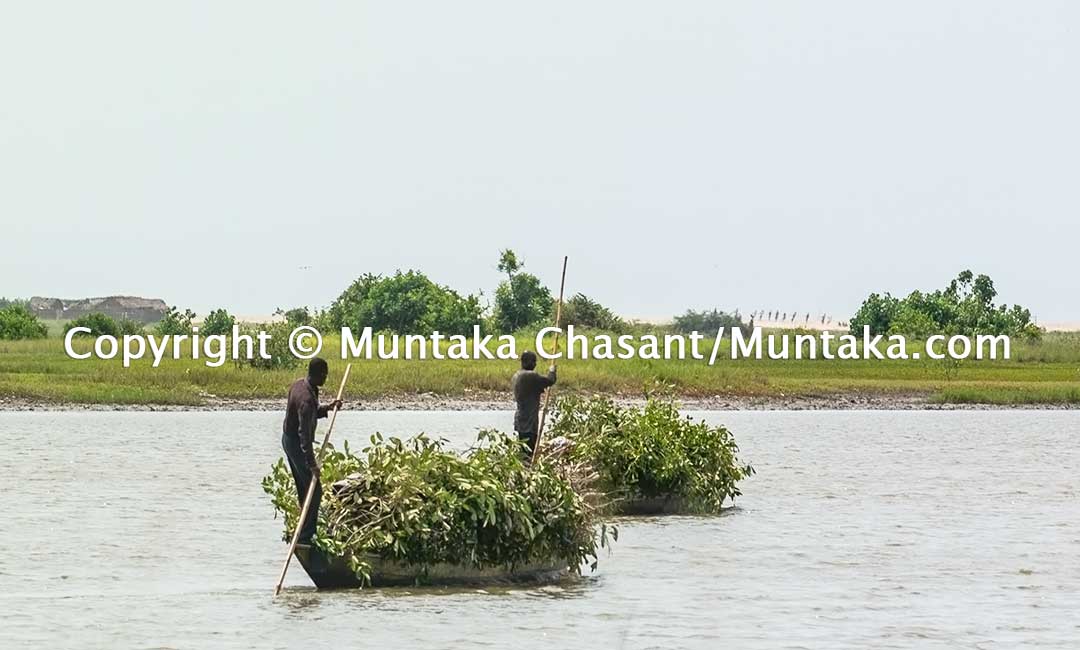 Fishermen cut down mangrove trees and transport the branches on artisanal canoes over the Densu River to construct "Atidza" brush parks to entrap blackchin tilapia. Copyright © 2020 Muntaka Chasant