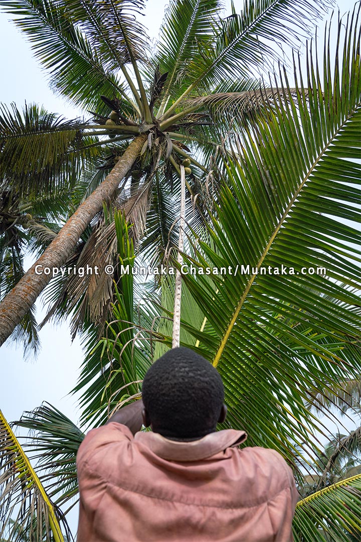 Wetland fisherman pluck coconuts in southwestern Ghana. Copyright © 2021 Muntaka Chasant