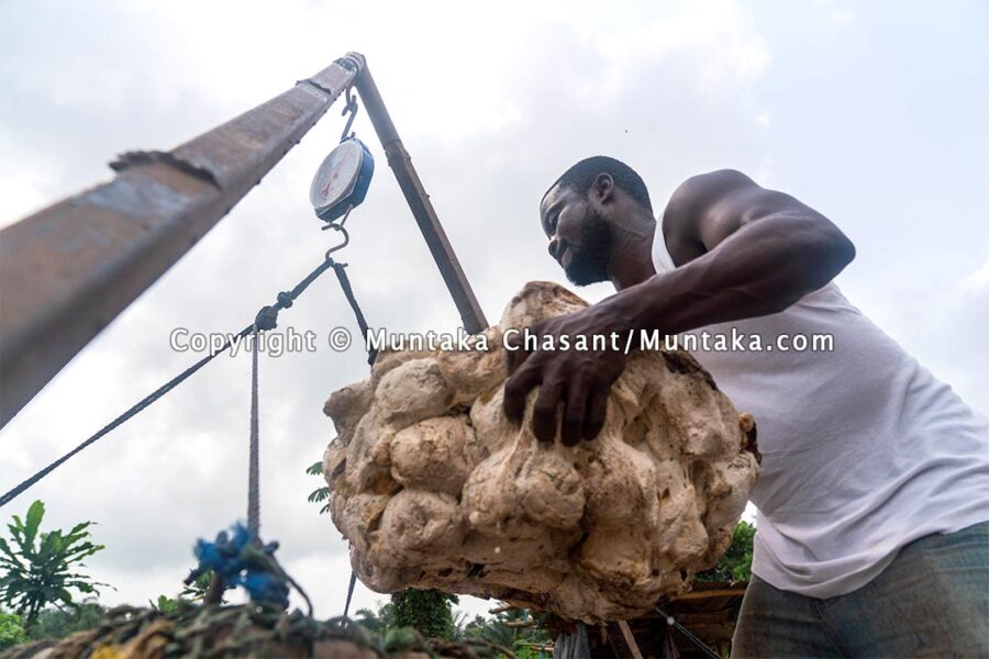 Natural Rubber in Ghana