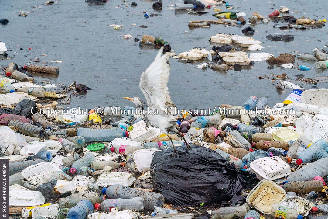 Plastic Pollution in Ghana: An Egret about to take flight from plastic waste heading to the Gulf of Guinea — part of the eastern tropical Atlantic Ocean. © 2020 Muntaka Chasant