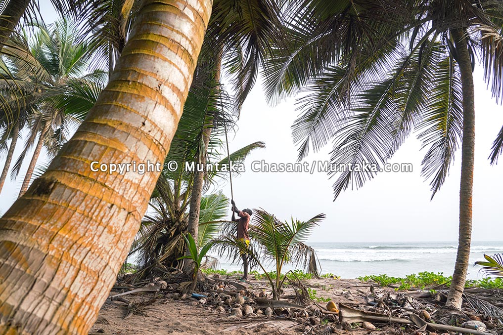 Tropical fisherman plucks coconuts on the coast of Ghana. Copyright © 2021 Muntaka Chasant