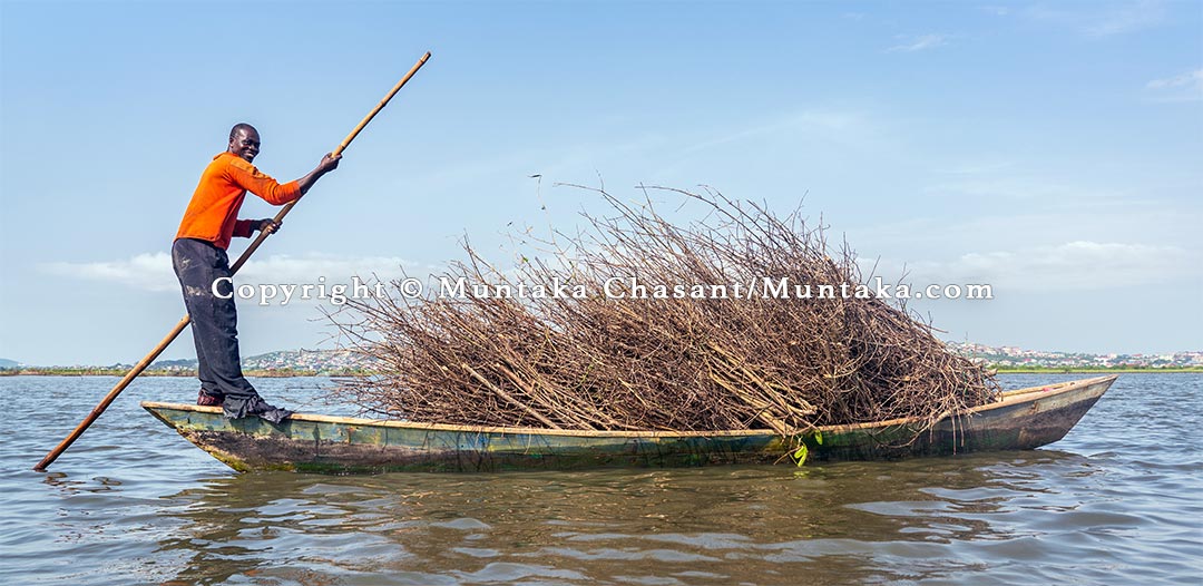 Fisherman transports black mangrove tree branch bundles — cut down and left in the sun to dry for weeks — for Atidza fish traps. Copyright © Muntaka Chasant