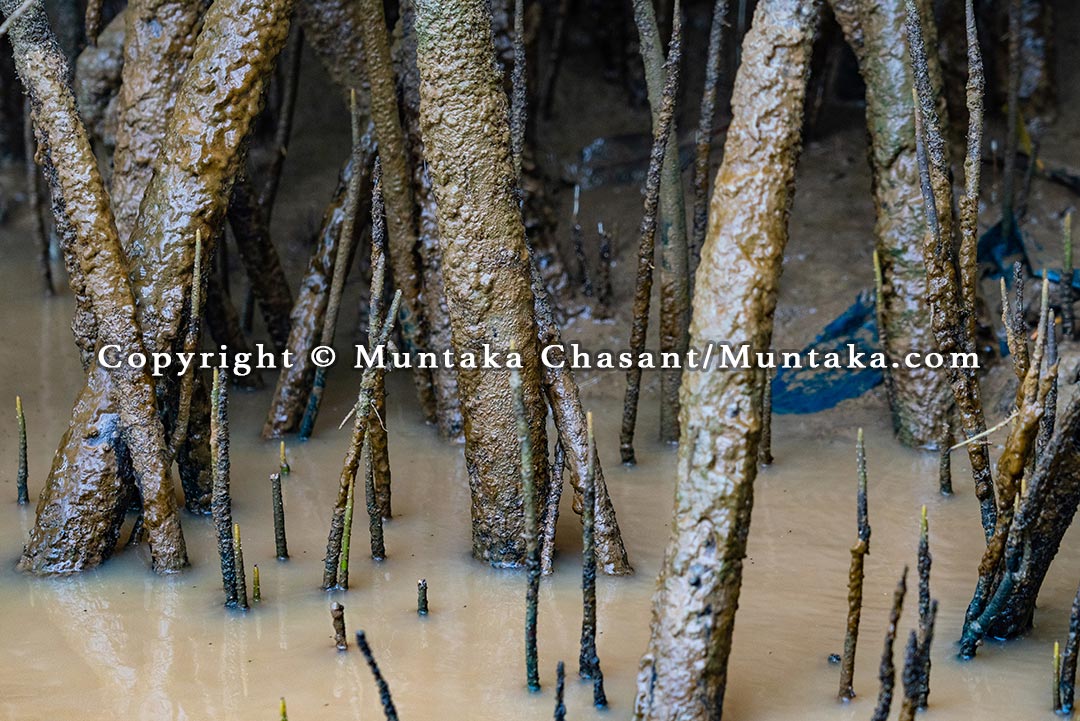 A polluted mangrove habitat in the Ankobra River (southwest Ghana), where years of illegal small-scale gold mining (Galamsey) has contaminated the river. Copyright © Muntaka Chasant