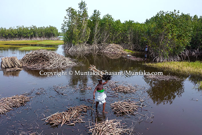 Ongoing Project: Biodiversity Loss (Mangrove Deforestation)