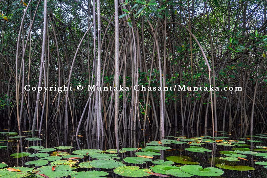 A mangrove habitat in Ghana. Copyright © Muntaka Chasant