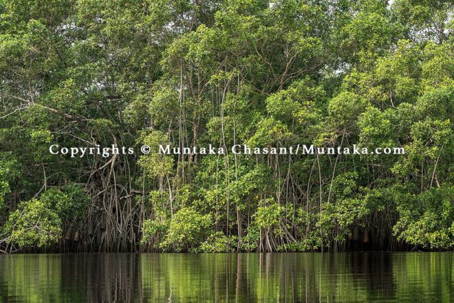 Undisturbed mangrove forests, southwest Ghana. Copyright © Muntaka Chasant