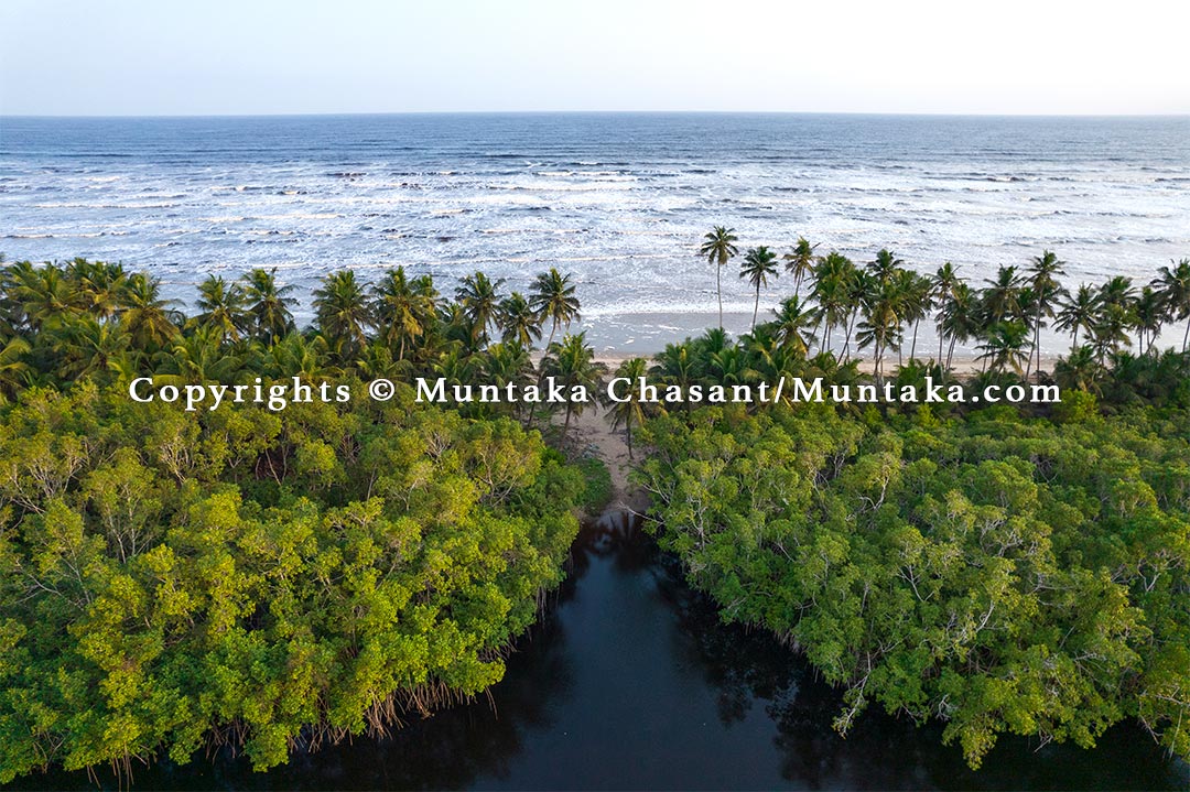 Coastal mangroves, Ghana. Copyright © Muntaka Chasant