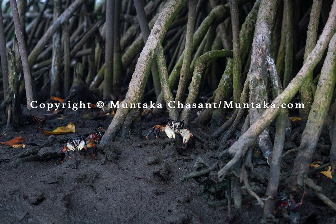 Mangroves are known to support rich biodiversity. Copyright © Muntaka Chasant