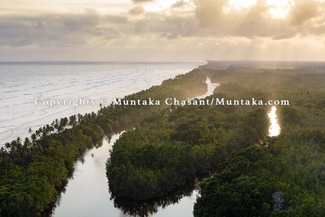 Undisturbed mangrove forests, southwest Ghana. Copyright © Muntaka Chasant