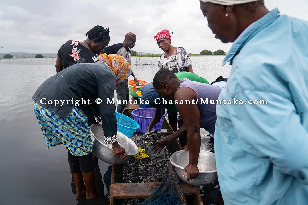 Mangroves and wetland habitats support thousands of livelihoods in Ghana. Copyright © Muntaka Chasant