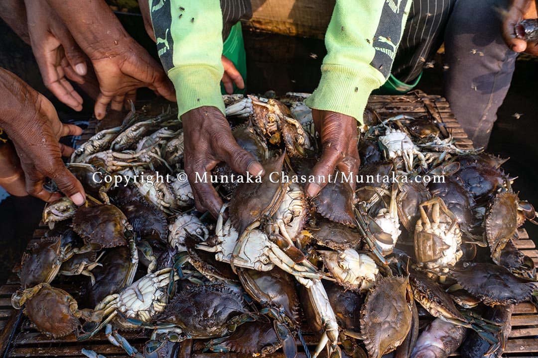 Dead crabs and fish, Agbledomi. Copyright © Muntaka Chasant