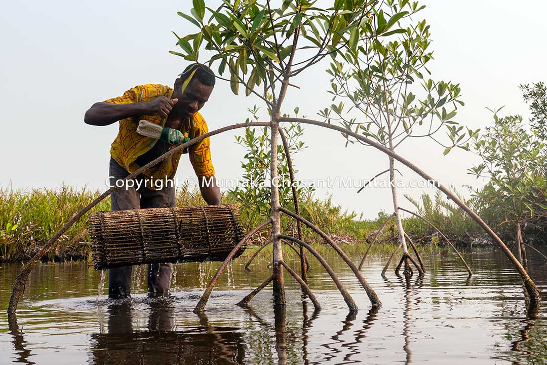 Affected by the blockage, a fisherman sets a crab trap near a mangrove tree, Agbledomi. Copyright © Muntaka Chasant